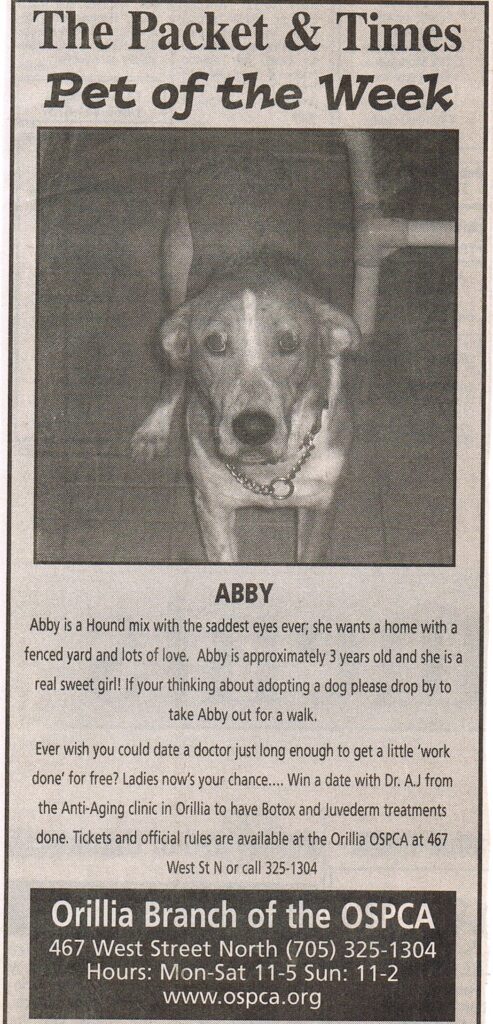 Adoptable dog Abby with sad eyes, Hound mix, needs loving home